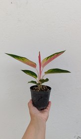 تصویر آگلونما لاوان 