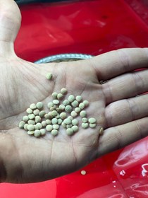 تصویر عدس پلویی (درشت) 