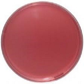 تصویر محیط کشت VRBL کیولب - 100 گرم VRBL (Violet Red Bile Lactose) agar, Quelab