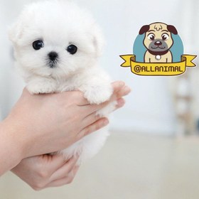 تصویر سگ مالتیز عروسکی 