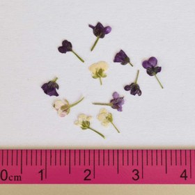 تصویر گل خشک آلیسوم بسته 10 عددی 