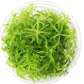 تصویر گیاه آبزی پوگستمون هلفری 