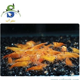 تصویر میگو نارنجی (پک چند عددی) 