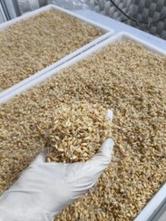 تصویر جوانه گندم شکوفه چنور 