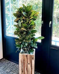 تصویر گیاه کروتون مناسب برای زیباسازی پله‌ها 