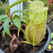 تصویر گیاه گوشتخوار نپنتس هوکریانا 