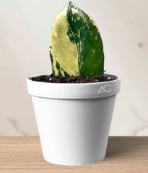 تصویر زاموفیلیا ابلق قلمه غده دار با خاک مخصوص و گلدان پلاستیکی 