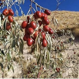 تصویر سنجد(ارسال کمتر از 5 عدد موجود نیست) 