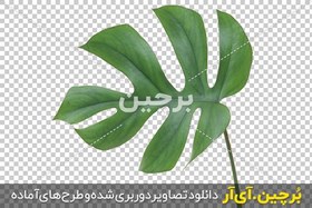 تصویر برگ گیاه برگ انجیری 