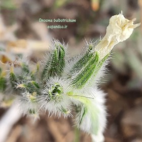 تصویر بذر زنگوله‌ای تیغه‌ای (5 عددی) Onosma bulbotrichum 