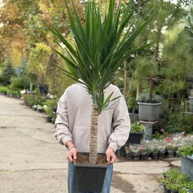 تصویر گیاه یوکا 