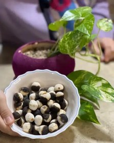 تصویر کشک قرقروتی 