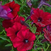 تصویر بذر گل نیلوفر رونده الوان ۳ عدد 