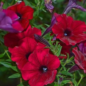 تصویر بذر گل نیلوفر رونده الوان ۳ عدد 