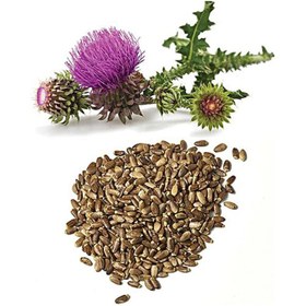 تصویر خار مریم ۱۰۰ گرم 