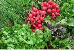 تصویر بذرسبزیجات - خرفه 