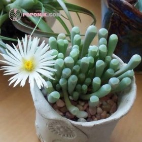 تصویر بذر ساکولنت فنستراریا 5 عددی 