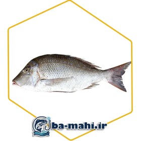 تصویر ماهی شعری 