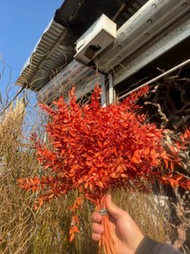 تصویر گل خشک جزه رنگ نارنجی یک دسته 