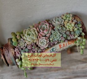 تصویر خرید ساکولنت برای دکوراسیون مطب 