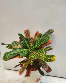 تصویر کروتن koroton