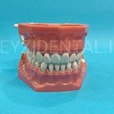 تصویر ماکت دندان فاندوم چانه