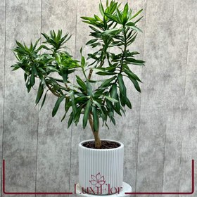 تصویر گیاه بامبو خاکی (پلموآ) 