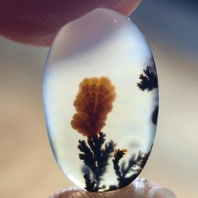 تصویر شجر قائن زیبا تک درخت 