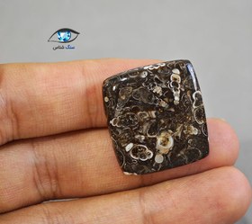 تصویر فسیل توریتلا 6.9 گرم 