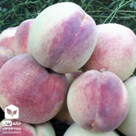 تصویر نهال هلو البرتا زود رس 