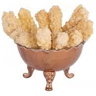 تصویر نبات زنجبیل 