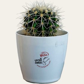 تصویر کاکتوس 