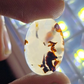 تصویر شجر زنده 