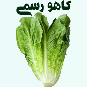 تصویر کاهو رسمی ایرانی 