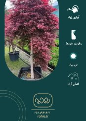 تصویر افرا مجنون قرمز - گـلـفـروشی آنـلایـن روحـیـه 