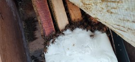 تصویر خمیر شیرین دست ساز کندویار - نیم کیلو 