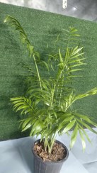 تصویر گل و گیاه طبیعی شامادورا 