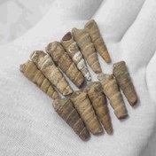 تصویر عرج سواحلی 