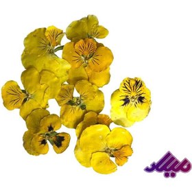 تصویر گل خشک بنفشه زرد G36 