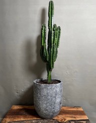 تصویر کاکتوس افوربیا اینگنس 