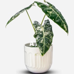 تصویر آلوکازیا (بابا آدم) فریدک 