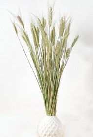 تصویر گل خشک جو موشی 