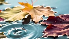 تصویر دانلود فوتیج گودال پاییزی Autumn Puddle 