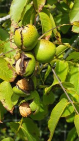 تصویر نهال گردو فرانکت 