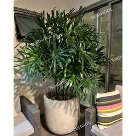 تصویر لیلی پالم L11 