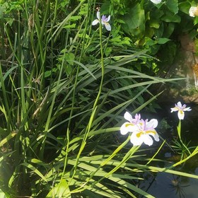 تصویر گل زنبق همیشه بهار مولتی کالر ریشه ای 3 عددی مناسب باغچه و گلدان و فضای سبز 