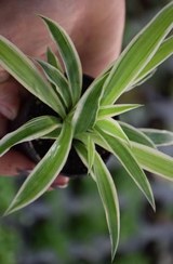 تصویر گندمی ابلغ سایز نشایی