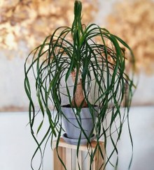 تصویر مراقبت از گیاه لیندا در فصول مختلف برای حفظ سلامت آن 