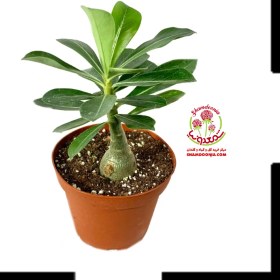 تصویر کاکتوس آدنیوم 