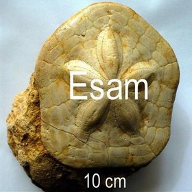 تصویر برترین و مرغوبترین فسیل خارپوست ایران 